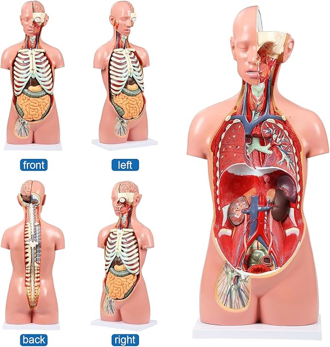 Human Torso Anatomy Model, 33.4" 19 Part Removable Life-Size Model with Heart Brain Visceral Organ Muscular Layers Bone Vessels Nerves Includes Product Manual for Medical Scientific Education
