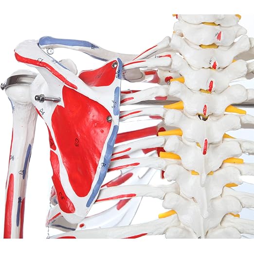 Axis Scientific Flexible Skeleton Anatomical Model, Painted and Numbered Life-Size Skeleton with Flexible Spine, Muscle Insertion and Origin Points, Includes Base, Dust Cover