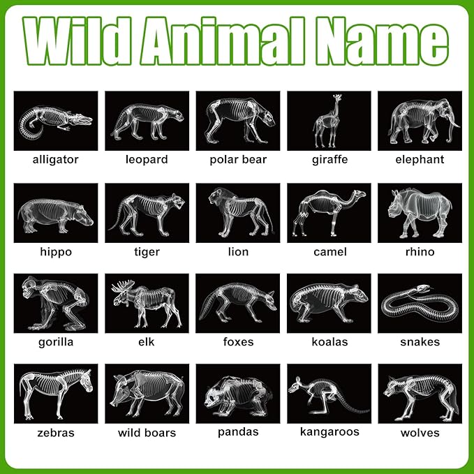 Chunful 20 Pcs Animal X-Ray Kit Wildlife X-Ray Flash Cards Educational Science Kit Light Table Toys Accessory, 11.7" x 8.3''(Wild Animals)