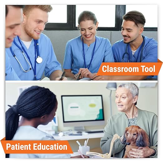 GPI Anatomicals - Canine Elbow Model, Normal Elbow Joint Replica for Canine Anatomy and Physiology Education, Anatomy Model for Veterinarian’s Offices and Classrooms, Medical Learning Resources