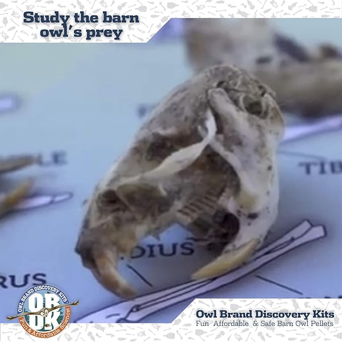 OBDK Barn Owl Pellets for Dissection - 1 Pack Jumbo Sized (2.0"-Larger) with Tools and Charts from Owl Brand Discovery Kits