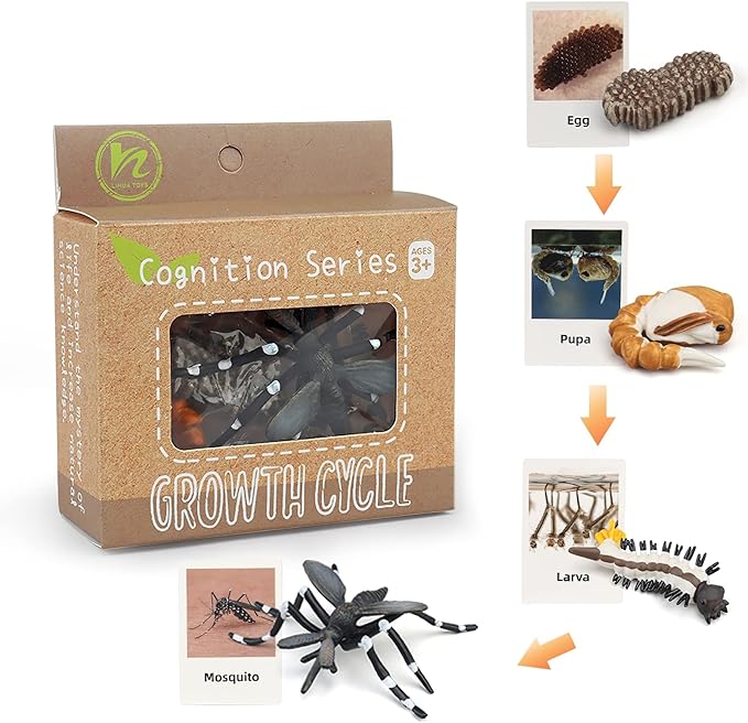 Montessori Life Cycle Animal Figures with Flash Cards, Realistic Animal Figurines Toy, Educational Matching Game for 3+ Year Old Toddlers Kids (Mosquito)