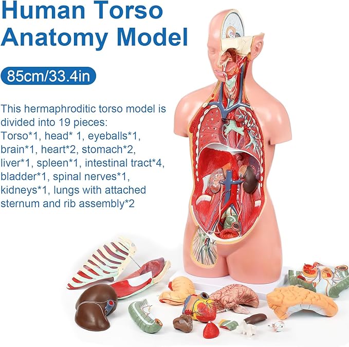 Human Torso Anatomy Model, 33.4" 19 Part Removable Life-Size Model with Heart Brain Visceral Organ Muscular Layers Bone Vessels Nerves Includes Product Manual for Medical Scientific Education