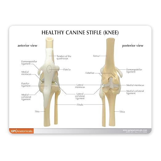 GPI Anatomicals - 4-Stage Canine Knee Model Set, Degenerative Joint Disease Models for Canine Anatomy and Physiology Education, Anatomy Model for Veterinarian’s Offices, Medical Learning Resources