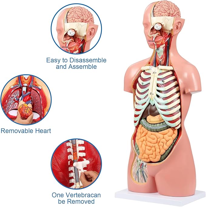 Human Torso Anatomy Model, 33.4" 19 Part Removable Life-Size Model with Heart Brain Visceral Organ Muscular Layers Bone Vessels Nerves Includes Product Manual for Medical Scientific Education