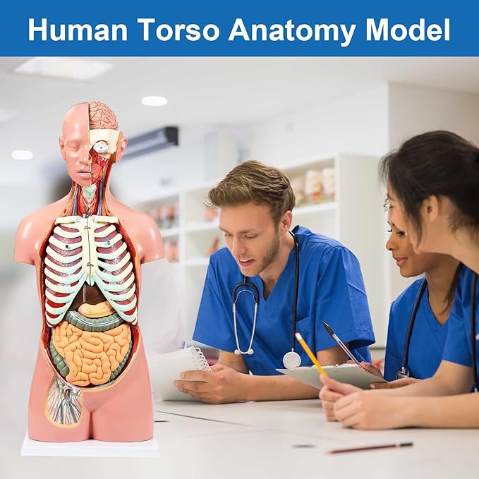 Human Torso Anatomy Model, 33.4" 19 Part Removable Life-Size Model with Heart Brain Visceral Organ Muscular Layers Bone Vessels Nerves Includes Product Manual for Medical Scientific Education