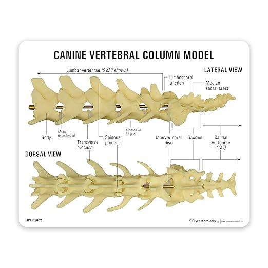 GPI Anatomicals - Canine Vertebral Column Model, Spine Model Replica for Canine Anatomy and Physiology Education, Anatomy Model for Veterinarian’s Offices and Classrooms, Medical Learning Resources