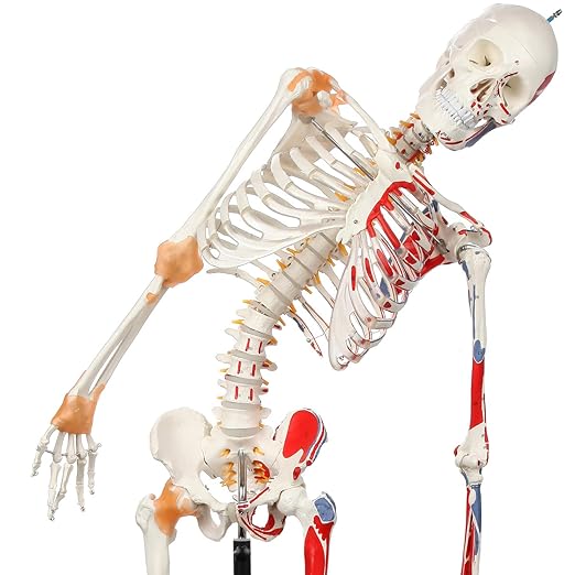 Axis Scientific Flexible Skeleton Anatomical Model, Painted and Numbered Life-Size Skeleton with Flexible Spine, Muscle Insertion and Origin Points, Includes Base, Dust Cover