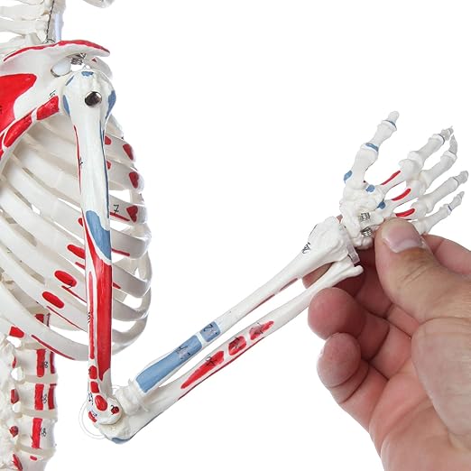 Axis Scientific Mini Human Skeleton Model with Metal Stand, 31" Tall, Painted and Numbered Muscle Insertion and Origin Points, Product Manual for Study