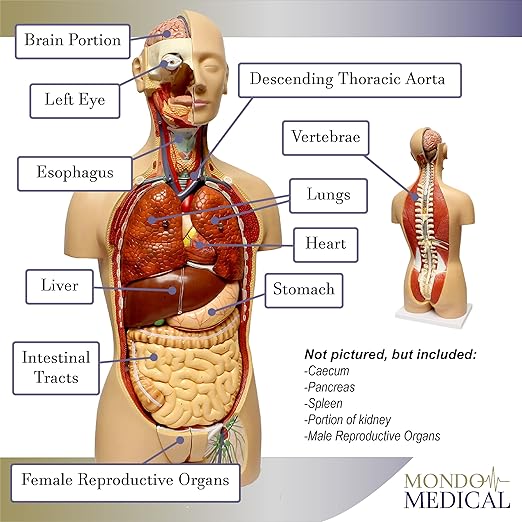MonMed Human Torso Model – Life Size Human Body Model Anatomy Doll with Removable Organs 3D Human Organ Model