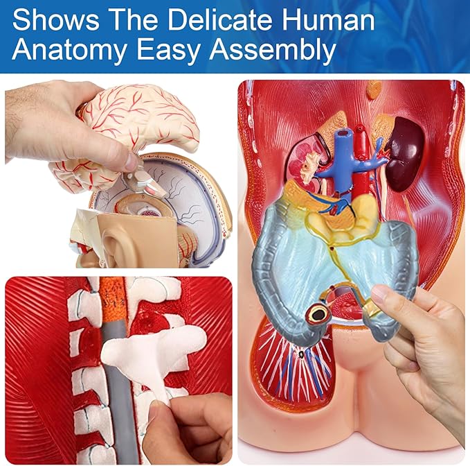 Human Torso Anatomy Model, 33.4" 19 Part Removable Life-Size Model with Heart Brain Visceral Organ Muscular Layers Bone Vessels Nerves Includes Product Manual for Medical Scientific Education