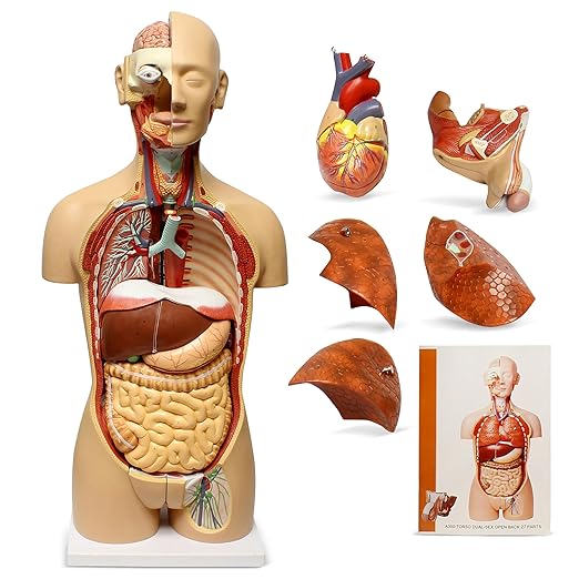 MonMed Human Torso Model – Life Size Human Body Model Anatomy Doll with Removable Organs 3D Human Organ Model