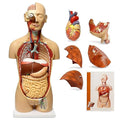 MonMed Human Torso Model – Life Size Human Body Model Anatomy Doll with Removable Organs 3D Human Organ Model