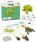 Life Cycle Kit Montessori - Realistic Figurine Toys, Kids Animal Matching Game with Frog Animals, Stocking Stuffers Science, Fun for Learning & Education Toys, for Children 3+