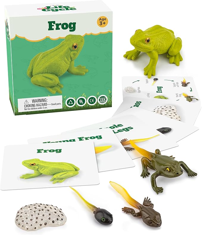 Life Cycle Kit Montessori - Realistic Figurine Toys, Kids Animal Matching Game with Frog Animals, Stocking Stuffers Science, Fun for Learning & Education Toys, for Children 3+