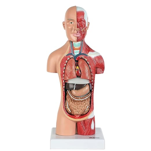 Axis Scientific 14-Part Unisex Micro Torso Anatomy Teaching Model, Includes Teaching Booklet, Human Anatomy System Miniature, Demonstration Skill, Educational Model Includes Product Manual