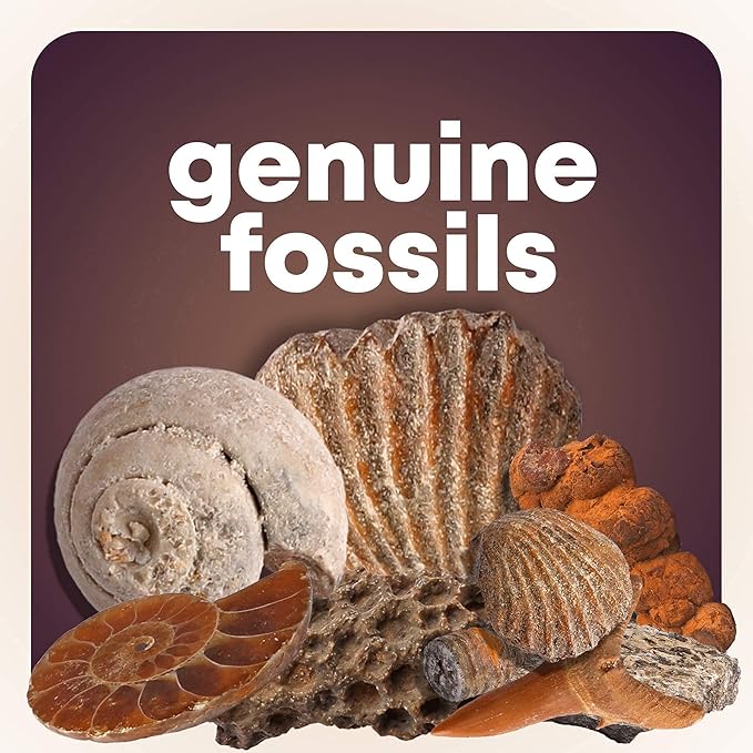 Dan&Darci Rock Collection for Kids - Includes 250+ Bulk Rocks, Gemstones & Crystals + Genuine Fossils and Minerals - 2 Lbs. - Geology Earth Science STEM Toys Activity, Gifts for Boys & Girls Ages 6+