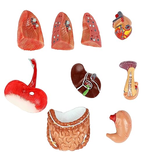 Axis Scientific 14-Part Unisex Micro Torso Anatomy Teaching Model, Includes Teaching Booklet, Human Anatomy System Miniature, Demonstration Skill, Educational Model Includes Product Manual