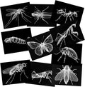Animal X-Ray Set, Educational Science Kit, Light Table Accessory for Children (Insects)
