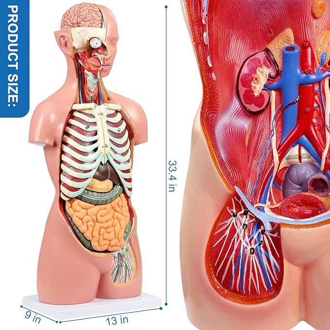 Human Torso Anatomy Model, 33.4" 19 Part Removable Life-Size Model with Heart Brain Visceral Organ Muscular Layers Bone Vessels Nerves Includes Product Manual for Medical Scientific Education