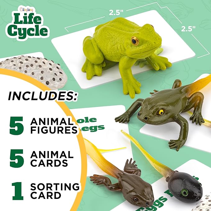 Life Cycle Kit Montessori - Realistic Figurine Toys, Kids Animal Matching Game with Frog Animals, Stocking Stuffers Science, Fun for Learning & Education Toys, for Children 3+