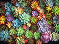 Cross & Glory - Succulent Symphony - 1000 Piece Jigsaw Puzzle for Adults | Premium Quality | Colorful Artwork Puzzle | 1000 Piece Succulent Puzzle