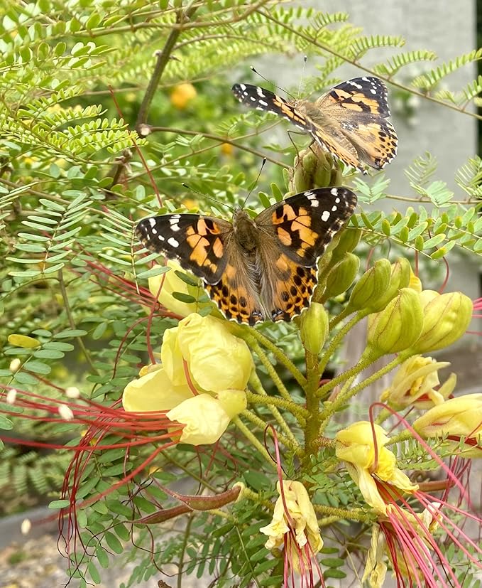 Insect Lore School Kit Refill with 33 Live Caterpillars - STEM Activity Journal & 33 Live Baby Painted Lady Butterfly Caterpillars - Cups & Tools Included