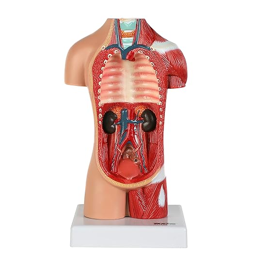 Axis Scientific 14-Part Unisex Micro Torso Anatomy Teaching Model, Includes Teaching Booklet, Human Anatomy System Miniature, Demonstration Skill, Educational Model Includes Product Manual