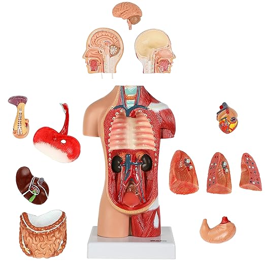 Axis Scientific 14-Part Unisex Micro Torso Anatomy Teaching Model, Includes Teaching Booklet, Human Anatomy System Miniature, Demonstration Skill, Educational Model Includes Product Manual