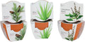 BUZZY Seeds Terracotta Mini Grow Pots | Herb, Plant, Flower Starter Kit for Kids & Adults | Assorted 6-Pack, Radiant Collection | Guaranteed to Grow | Best Indoor Grow Your Own Plant Gardening Gift