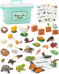 Life Cycle Animal Kit - 32 Piece Montessori Science Toy with Frog, Ladybug, Butterfly, Bee, Chicken, Turtle, Snail & Plant Figurines. Matching Game & STEM Educational Gift for Kids Ages 3–8