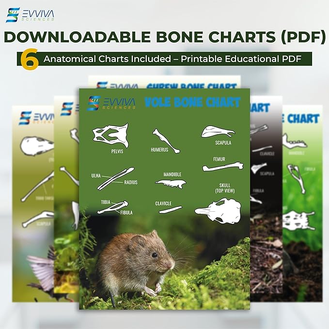 ES EVVIVA SCIENCES Owl Pellet Kit - Dissect 15 Mostly Small Real Owl Pellets w/Tools & PDF Bone Charts - Science Education Kit for Ages 15+ - Hands-On Animal Biology Science Lab Activity