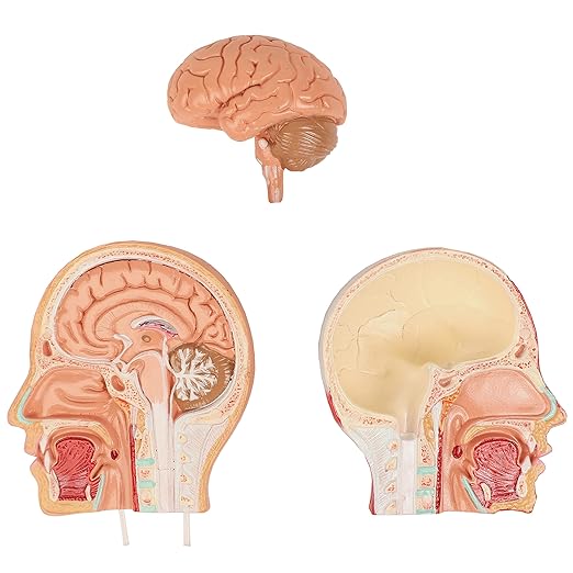 Axis Scientific 14-Part Unisex Micro Torso Anatomy Teaching Model, Includes Teaching Booklet, Human Anatomy System Miniature, Demonstration Skill, Educational Model Includes Product Manual