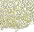 Iridescent Glass Tiny Bubble Beads, 0.4-3mm 10g No Hole Micro Mini Round Light Yellow Water Droplets Beads - Applications: for Resin Filler, Nail Art, Dollhouse Bath Tub