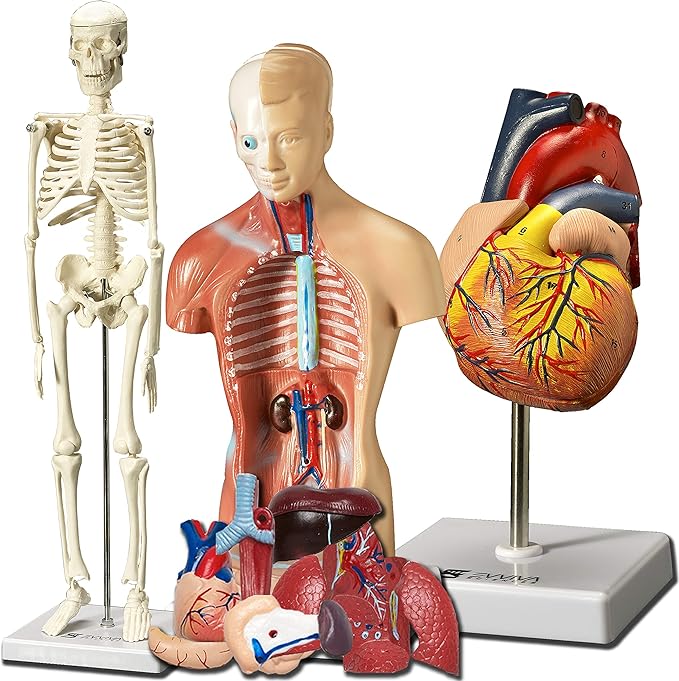 Evviva Sciences Human Heart, Torso, and Skeleton Models - Hands-On 3D Model Study Tools for Anatomy and Physiology Students with Anatomical Guide Booklet, Learning + Educational Kit