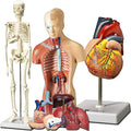 Evviva Sciences Human Heart, Torso, and Skeleton Models - Hands-On 3D Model Study Tools for Anatomy and Physiology Students with Anatomical Guide Booklet, Learning + Educational Kit