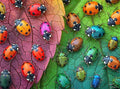 Cross & Glory - The Ladybug Rainbow - 1000 Piece Jigsaw Puzzle for Adults | Vibrant Nature Puzzle | Colorful and Relaxing Puzzle Challenge